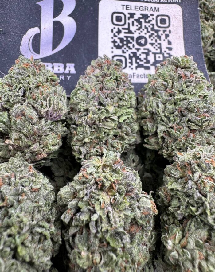 Velvet Platinum 700x886