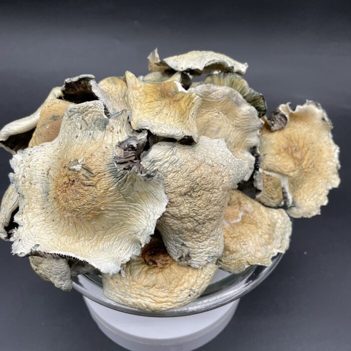 IMG 20250819 000039 698 700x700