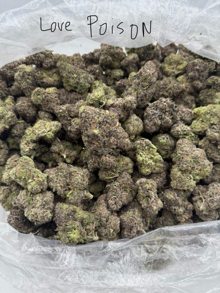 IMG 20251217 052108 590 700x933